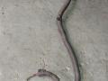 плюсовой провод аккумулятора Nissan Almera N16 2000, 1.8 л., бензин - фото №4