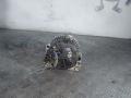 генератор Audi A4 B5 1998, 1.9 л., дизель, 028903024A - фото №3