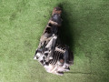 раздаточная коробка Mitsubishi Outlander 1 поколение (2001 - 2008), 2.4 л., 4G69, бензин, АКПП - фото №10