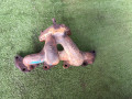 коллектор выпускной Opel Corsa B 1998, 1.2 л., X 12 XE, бензин, МКПП, хетчбэк 5 дв., 90530277 - фото №2