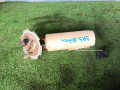 насос топливный ЗАЗ Chance 1 поколение (2009 - 2026), 1.3 л., МеМЗ-307, бензин, МКПП, 96344792 - фото №3