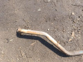 банка глушителя средняя Kia Rio 1 поколение DC 2000, 1.5 л., A5D, бензин, АКПП, универсал - фото №10