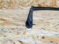 уплотнитель подкапотного пространства BMW 3 серия F30/F31/F34 F30 2014, 2.0 л., дизель, МКПП, седан, полный привод, правый руль, 7255802, 51757255802 - фото №3