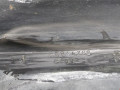 накладка на порог внутренняя Mitsubishi Carisma 1 поколение [рестайлинг] 2003, 1.6 л., МКПП, седан - фото №7