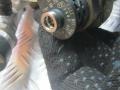 форсунка Volkswagen Crafter 1 поколение [рестайлинг] 2012, 2.0 л., 057130764H, 03L130755D, 03L130277J - фото №4