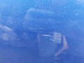 дверь задняя левая Mitsubishi Lancer 10 поколение 2010, 2.0 л., МКПП, хетчбэк 5 дв., 5730A581 - фото №7