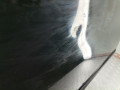 дверь передняя правая BMW X5 E53 2003, 3.0 л., АКПП, внедорожник 5 дв., 41518256824 - фото №3