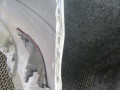 бампер задний Ford Fiesta 6 поколение 2010, 1.3 л., МКПП, хетчбэк 5 дв. - фото №7