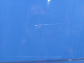 дверь передняя правая Opel Movano 2 поколение (B) [рестайлинг] 2015, 2.3 л., МКПП, микроавтобус, 95521756 - фото №5