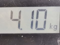 коллектор впускной Opel Astra F [рестайлинг] 1995, 1.4 л., АКПП, хетчбэк 5 дв., 90486214 - фото №5