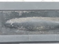 ручка крышки багажника Ford Kuga 1 поколение 2008, 2.0 л., МКПП, внедорожник 5 дв., 1857333 - фото №2