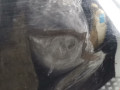 дверь передняя правая Volkswagen Lupo 6X 2003, 1.4 л., МКПП, хетчбэк 3 дв., 6X3831052AJ - фото №7