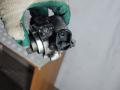 насос вакуумный Ford Fiesta 5 поколение 2004, 1.4 л., дизель, МКПП, хетчбэк 5 дв., 7281440900 - фото №7