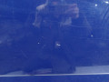 дверь задняя правая Opel Agila 1 поколение (A) 2003, 1.0 л., МКПП, хетчбэк 5 дв., 93181637 - фото №4