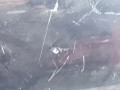 дверь задняя правая Renault Laguna 1 поколение [рестайлинг] 2000, 1.8 л., МКПП, универсал, 7751468113 - фото №3