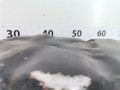 масляный поддон Mazda 5 CR 2005, 2.0 л., МКПП, минивэн, RF7J10380A - фото №5