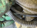 кулак поворотный левый Chevrolet Cruze 1 поколение 2011, 1.6 л., бензин, АКПП, 13502828, 13329258, 13324456 - фото №7