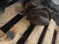 КПП механическая (МКПП) Mazda AZ-Wagon 2 поколение 2002, 1.4 л., МКПП, минивэн, ZN1R7002CB - фото №5
