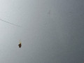 капот Volkswagen Beetle 2 поколение 1999, 2.0 л., МКПП, хетчбэк 3 дв., 1C0823031L - фото №6