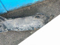 юбка бампера нижняя BMW X6 E71/E72 2009, 51117179848 - фото №11