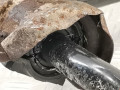 стабилизатор подвески задний BMW X5 E70 2007, 3.0 л., АКПП, внедорожник 5 дв., 33556783041 - фото №6