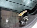 крышка багажника (дверь 3-5) Nissan Pathfinder R51 (2004 - 2010), серый, K01004X0MD - фото №9