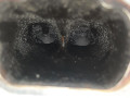 двигатель Volkswagen Jetta 6 поколение [рестайлинг] (2014 - 2018), 1.4 л., TSI, CZTA, бензин, CZTA, CZT - фото №8