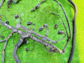 проводка двигателя Mercedes-Benz Sprinter 2 поколение (W906) (2006 - 2014), 2.1 л., OM 646.985, дизель, A6461504233, 721030214, A0001501415 - фото №5