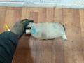 бачок расширительный Smart Fortwo 1 поколение 2001, 0.8 л., дизель, робот, 005768V007, 64788 - фото №2