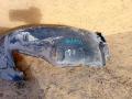защита арок задняя левая (подкрылок) Renault Laguna 2 поколение 2004, 1.9 л., дизель, МКПП, хетчбэк 5 дв., 8200002159 - фото №4
