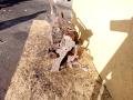 балка подвески задняя Nissan X-Trail T32 2014, 1.6 л., R9M, дизель, МКПП, полный подключаемый привод, правый руль - фото №3