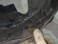 защита арок задняя правая (подкрылок) Volkswagen Jetta 7 поколение 2019, 1.4 л., бензин, АКПП, серый, седан, передний привод - фото №8