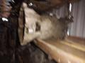 КПП механическая (МКПП) Volvo 240 1 поколение 1990, 1.8 л., i, бензин, МКПП, седан, 1023608 - фото №3