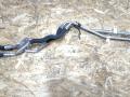 шланг (трубка) АКПП BMW M3 G80/G81 G80 2023, 3.0 л., S58B30A, АКПП, седан, полный привод, 8096458, 8096457 - фото №2