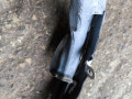 уплотнитель BMW 4 серия F32/F33 F33 2016, 3.0 л., B58B30, бензин, АКПП, 475, кабриолет, задний привод, 51767297090, 7297090 - фото №2