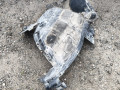 защита арок передняя левая (подкрылок) BMW X6 F16 2015, 3.0 л., N57 D30 C, дизель, АКПП, a96, внедорожник 5 дв., полный привод, 7333523 - фото №3