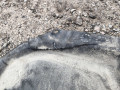 защита топливного бака BMW X6 F16 2015, 3.0 л., N57 D30 C, дизель, АКПП, a96, внедорожник 5 дв., полный привод, 7325392, 51757325392 - фото №3