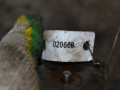 клапан EGR Nissan Primera P12 (2001 - 2008), 1.9 л., DCi, дизель, 8200282879 - фото №4