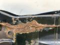 дождевик Nissan Murano Z50 2005, 3.5 л., бензин, АКПП, черный, внедорожник 5 дв., полный привод - фото №2