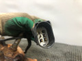 коллектор выпускной Volkswagen Jetta 5 поколение 2010, 1.6 л., BSE, бензин, 5МКПП, синий, седан, передний привод - фото №5