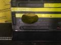 полка багажника Renault Scenic 1 поколение 1998, 1.9 л., F9Q 716, дизель, МКПП, синий, минивэн, передний привод - фото №6