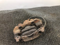 суппорт передний правый Opel Astra F 1994, 1.6 л., X 16 SZ, бензин, АКПП, синий, хетчбэк 5 дв., передний привод - фото №5