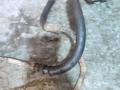 шланг (трубка) АКПП Audi A6 4B/C5 C5 1997, 2.7 л., бензин, АКПП - фото №8