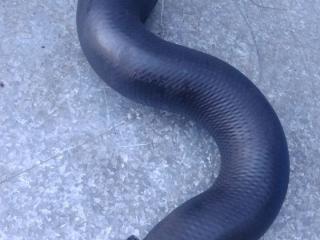 патрубок интеркулера Peugeot 307 1 поколение (2001 - 2005), 2.0 л., дизель