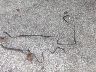 трубка (шланг) сцепления Toyota Yaris XP9 (2005 - 2009), МКПП, 82141CT0U380