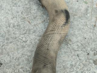 патрубок интеркулера Honda Civic 8 поколение (2005 - 2008), 2.0 л., дизель