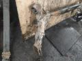 балка подвески задняя Volkswagen Bora 1 поколение 1J2 2002, 2.0 л., APK, бензин, МКПП, седан - фото №6
