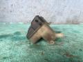 бачок расширительный Ford Focus 2 поколение [рестайлинг] CB4 2008, 1.6 л., SHDA, бензин, АКПП, седан - фото №4