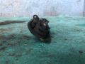 ручка наружная Dodge Caravan 4 поколение 2001, 2.4 л., EDZ, бензин, АКПП - фото №5