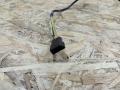 разъем AUX / USB BMW 3 серия E90/E91/E92/E93 E93 2007, 3.0 л., M57 306 D3, дизель, АКПП, кабриолет, задний привод, правый руль, 6986791, 61316986791, 84109237655, 9237655, 61310422643, 0422643, 61316930561, 6930561, 6940237 - фото №2